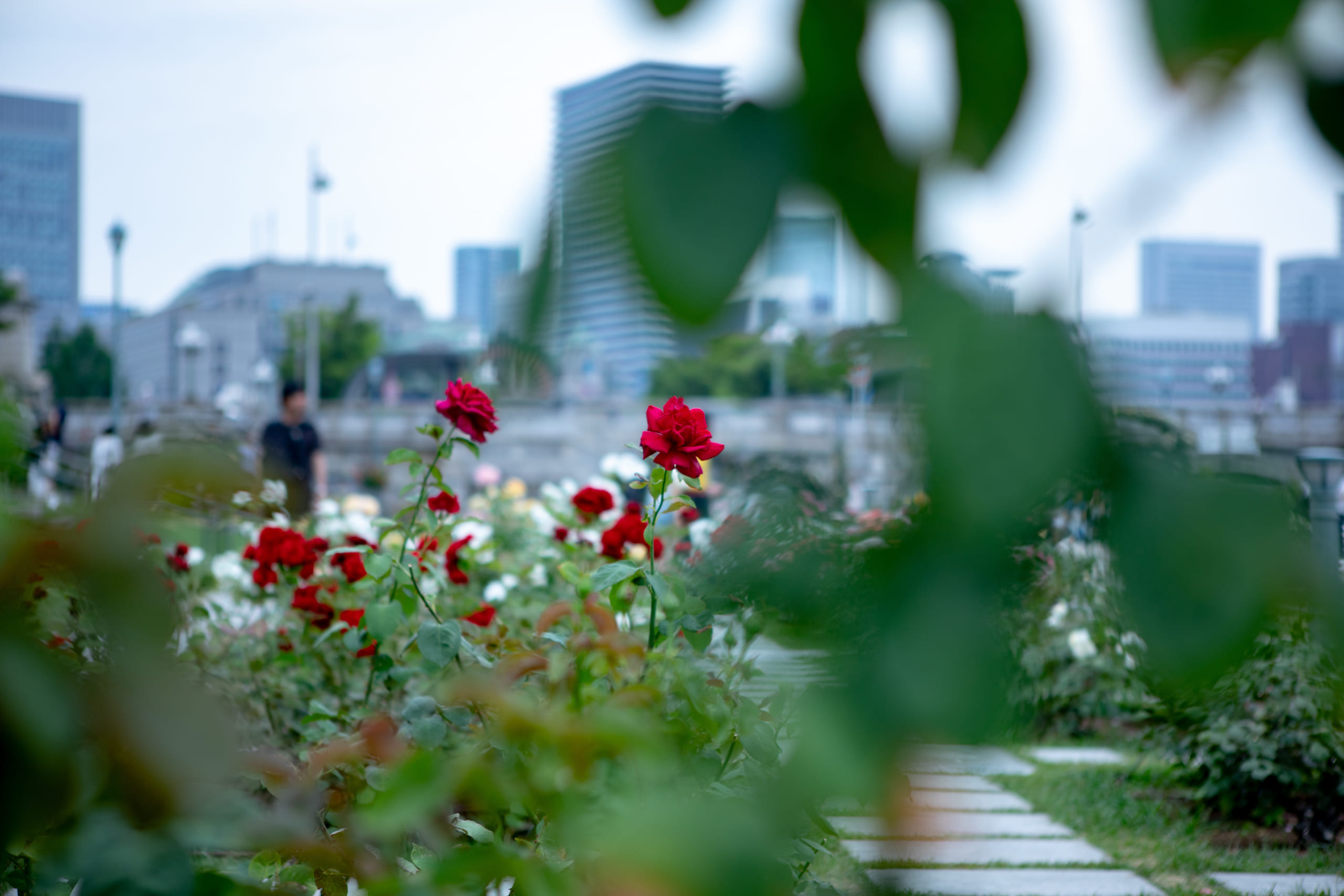 中之島バラ園